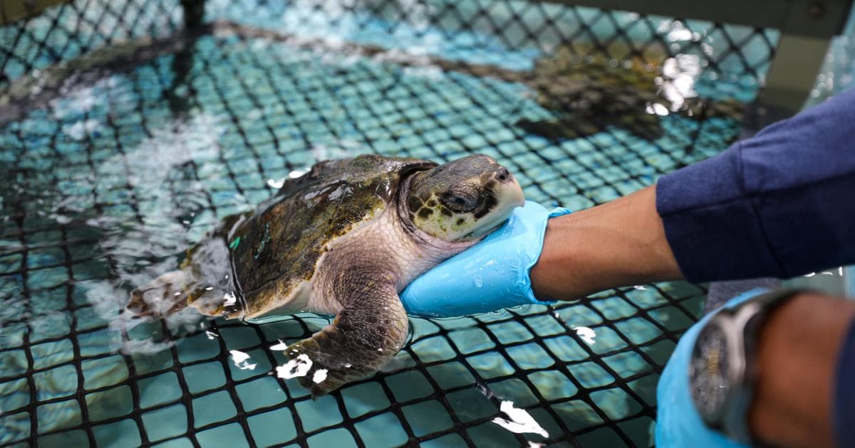 Turtles Fly Too | US Nonprofit is Relocating Sea Turtles by Air