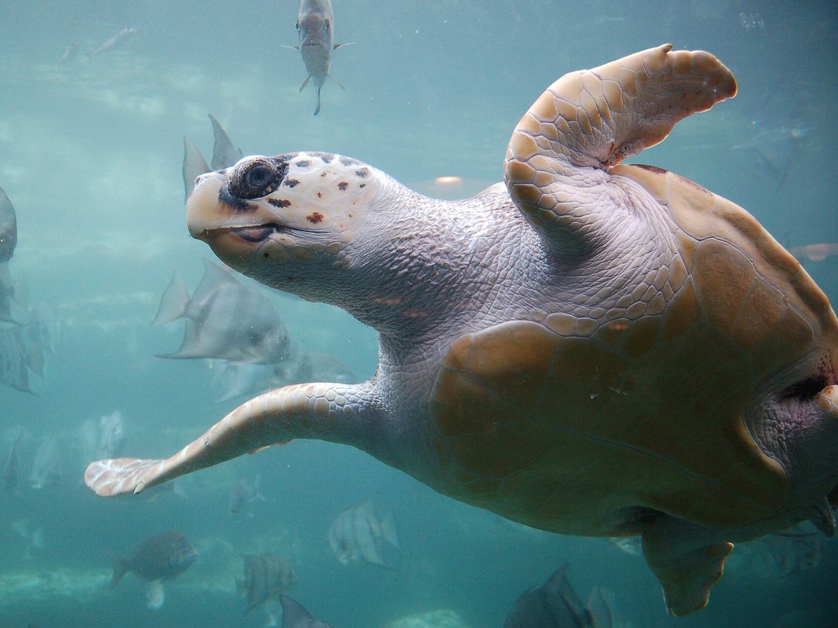 Turtles Fly Too | US Nonprofit is Relocating Sea Turtles by Air